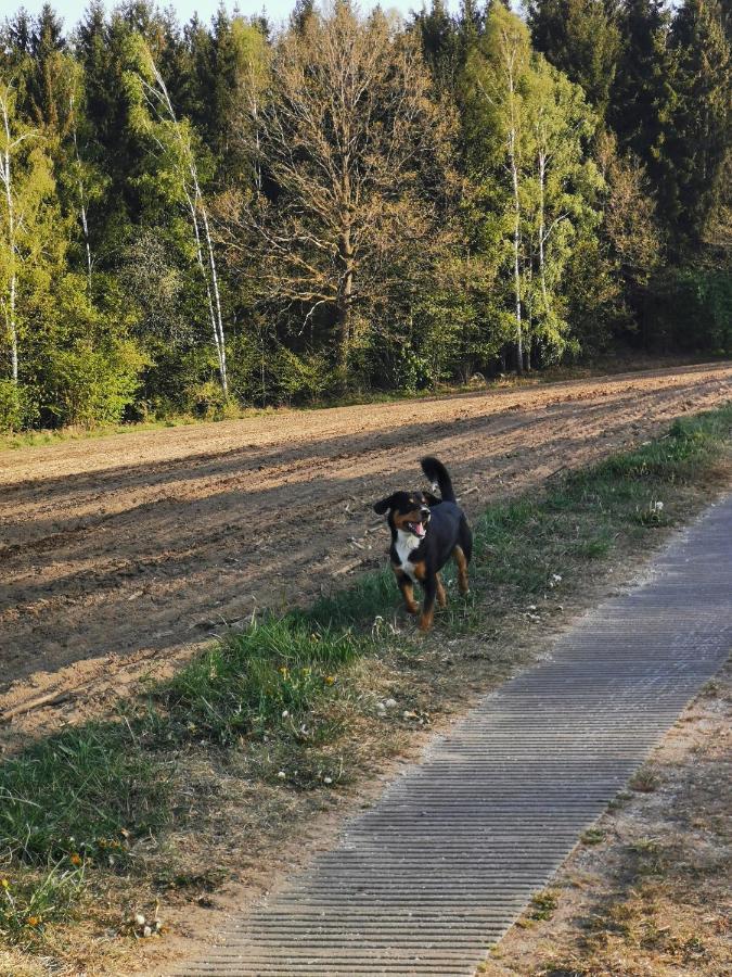 Woferlhof, Ferienhof Boxhorn Lejlighed Böbrach Eksteriør billede